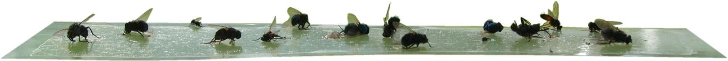 Fenster-Fliegenfalle