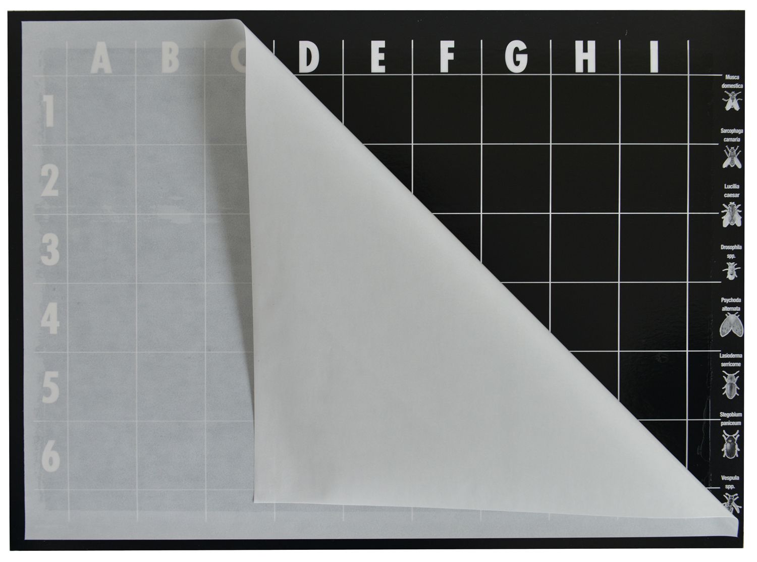 Klebefolien für finicon FLAT GLUE
