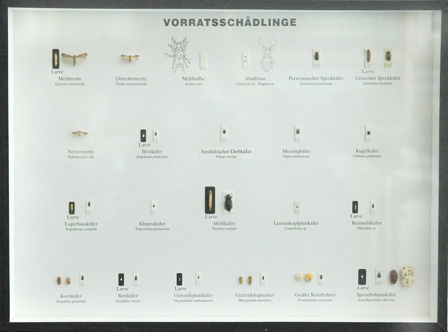 Schaukasten: Vorratsschädlinge (22 Arten)