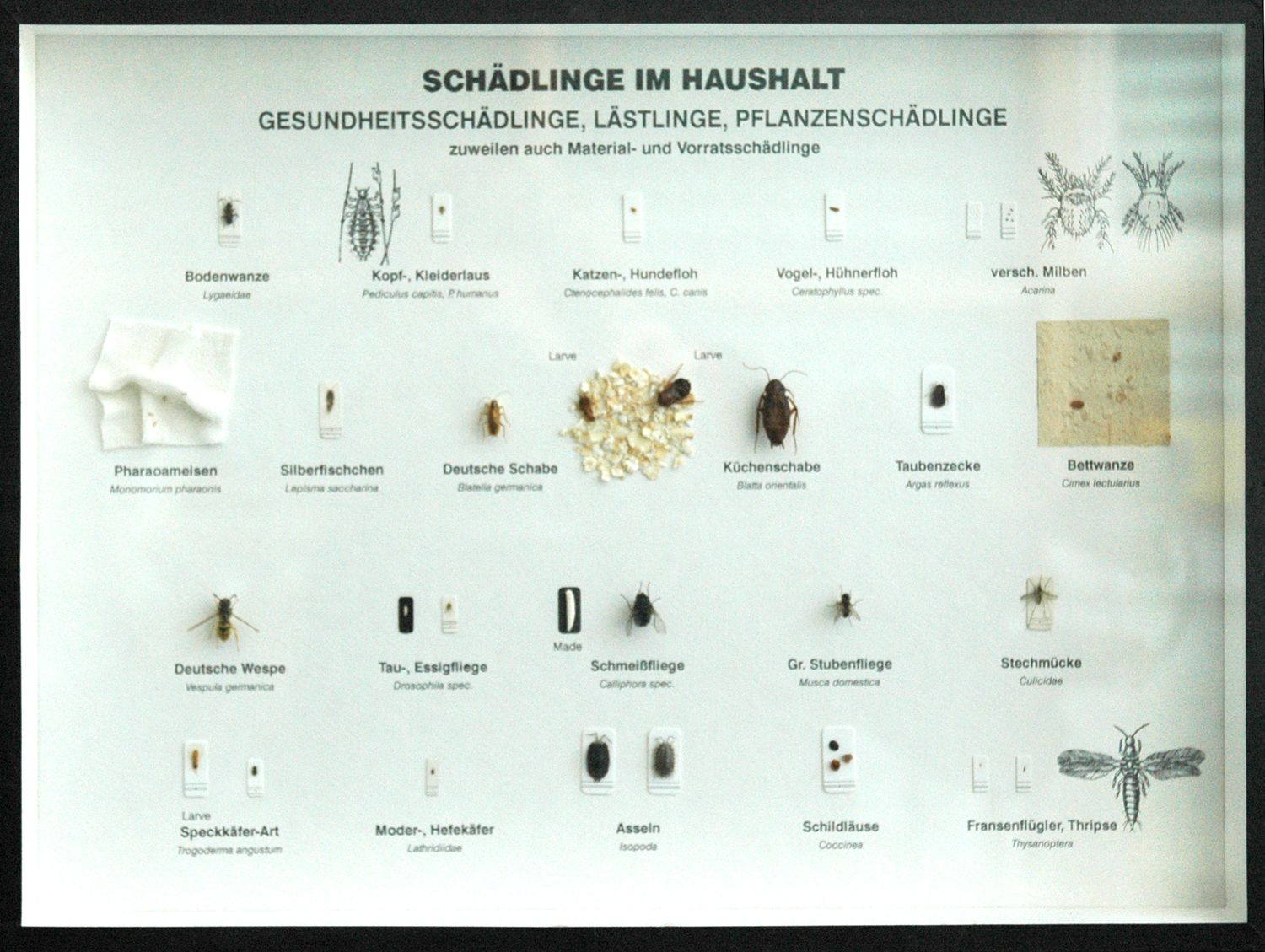 Schaukasten: Schädlinge im Haushalt - Gesundheitsschädlinge