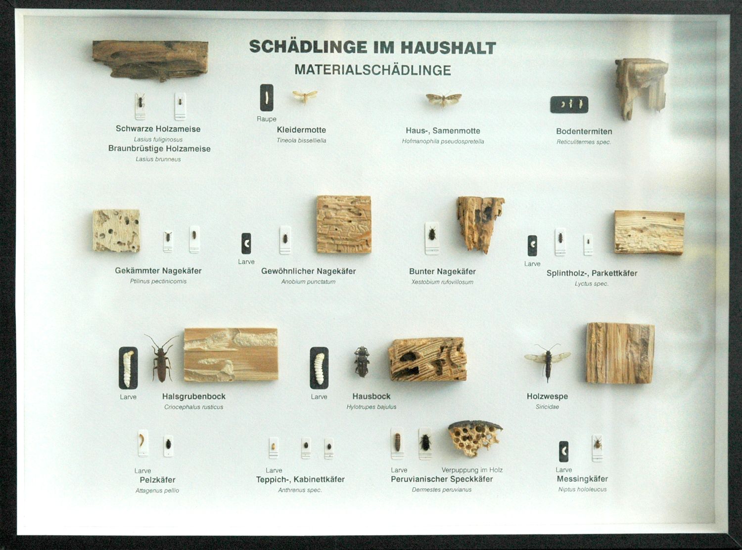 Schaukasten: Schädlinge im Haushalt - Materialschädlinge