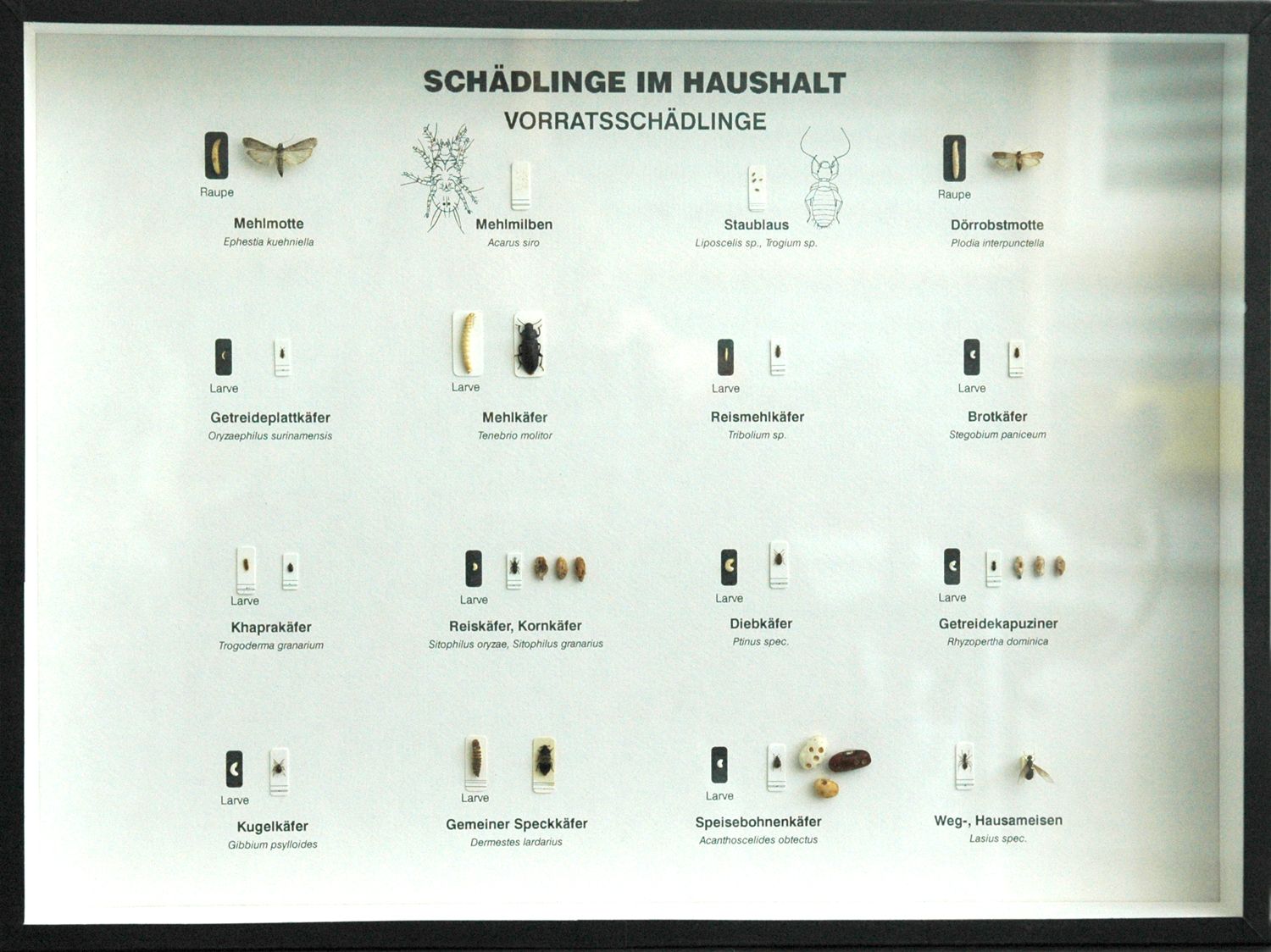 Schaukasten: Schädlinge im Haushalt - Vorratsschädlinge