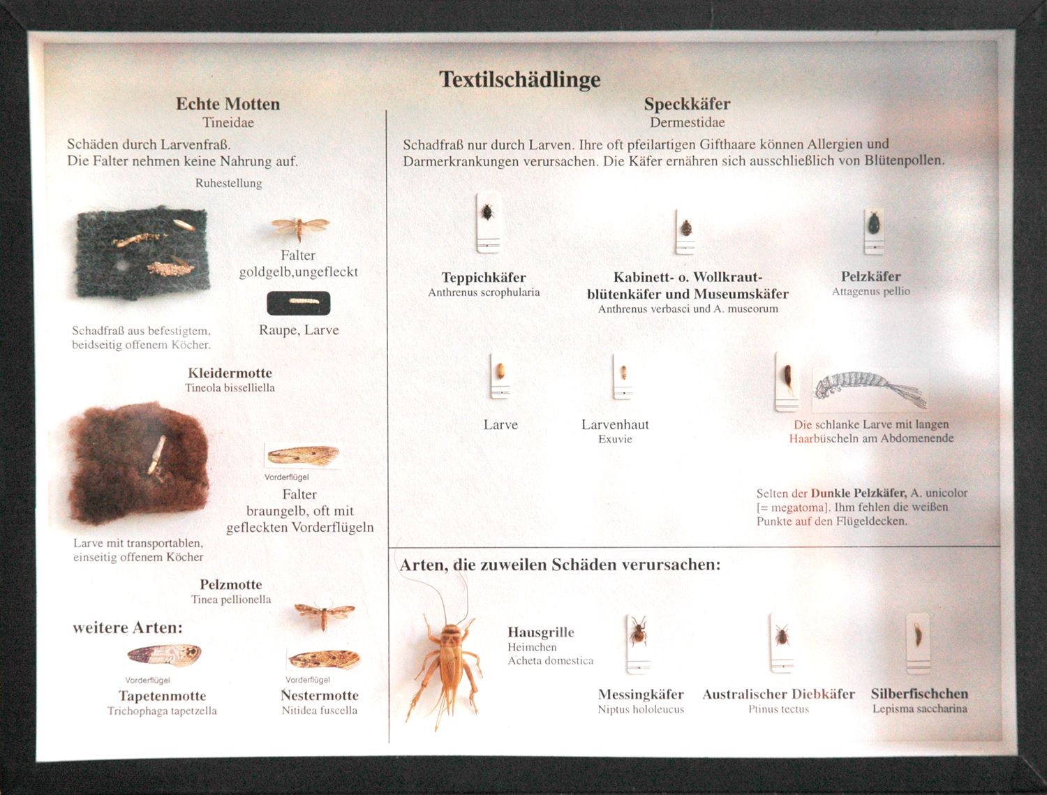 Schaukasten: Textilschädlinge