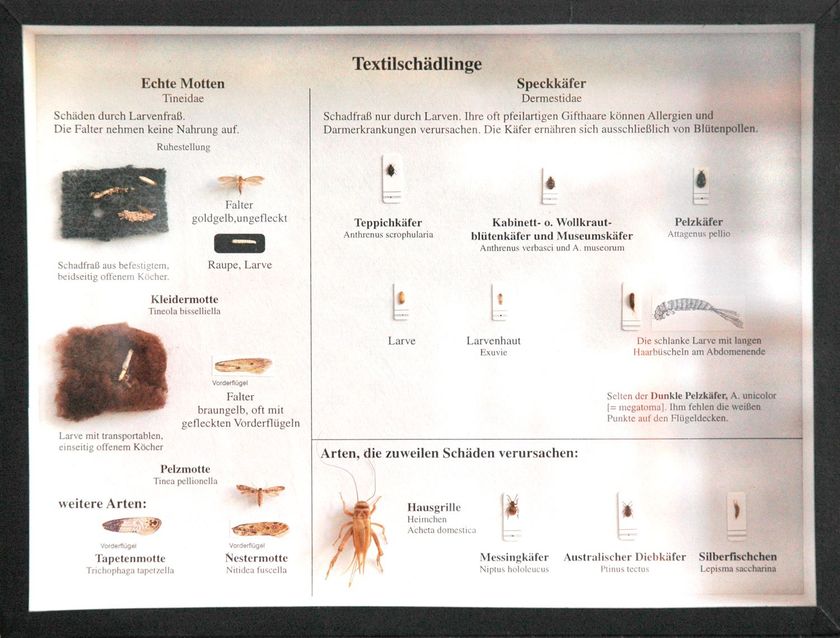 Schaukasten: Textilschädlinge