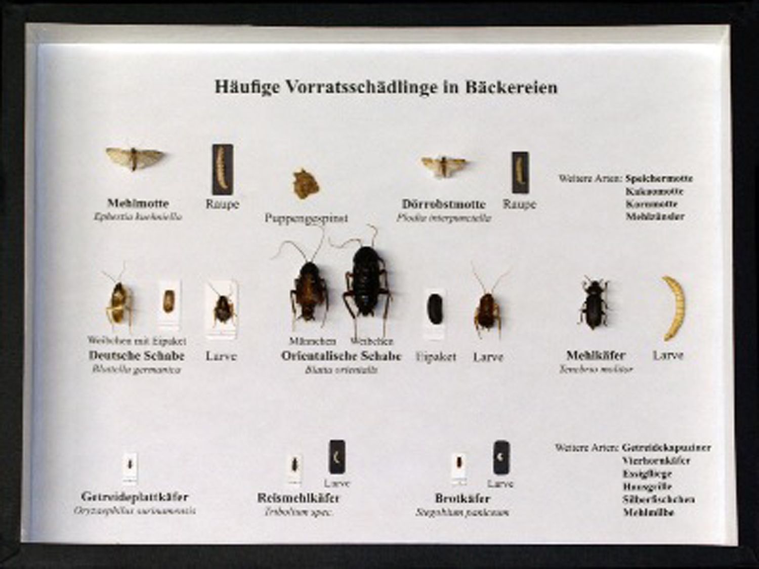 Schaukasten: Häufige Vorratsschädlinge in Bäckereien
