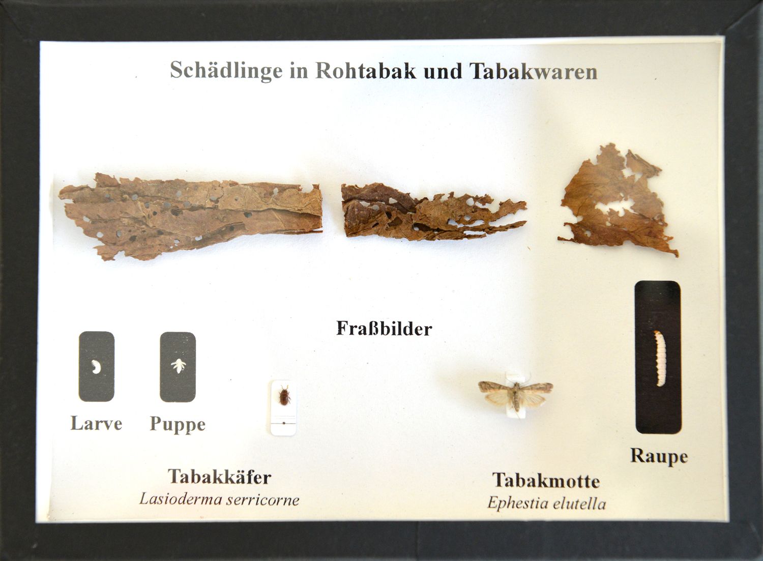 Schaukasten: Insekten in Rohtabak und Tabakwaren