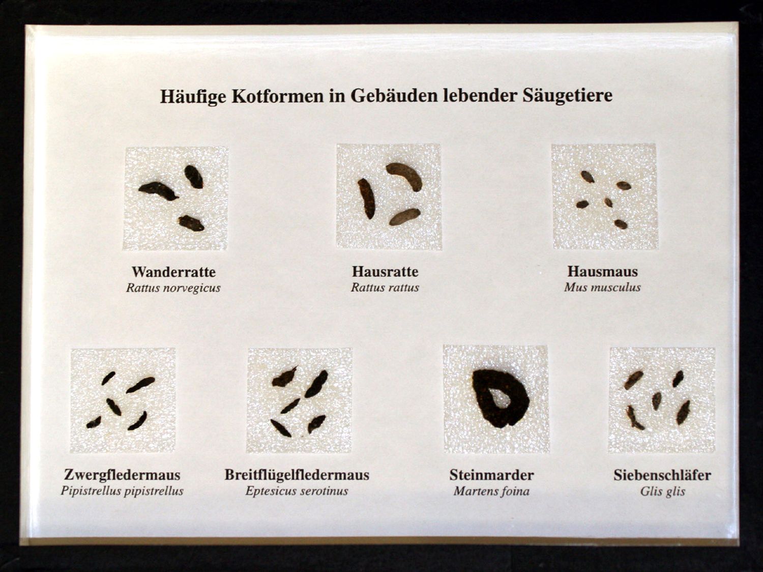 Schaukasten: Häufige Kotformen in Gebäuden lebender Säugetiere