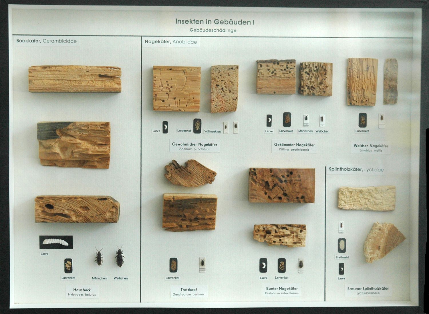 Schaukasten: Holzinsekten - Gebäudeschädlinge
