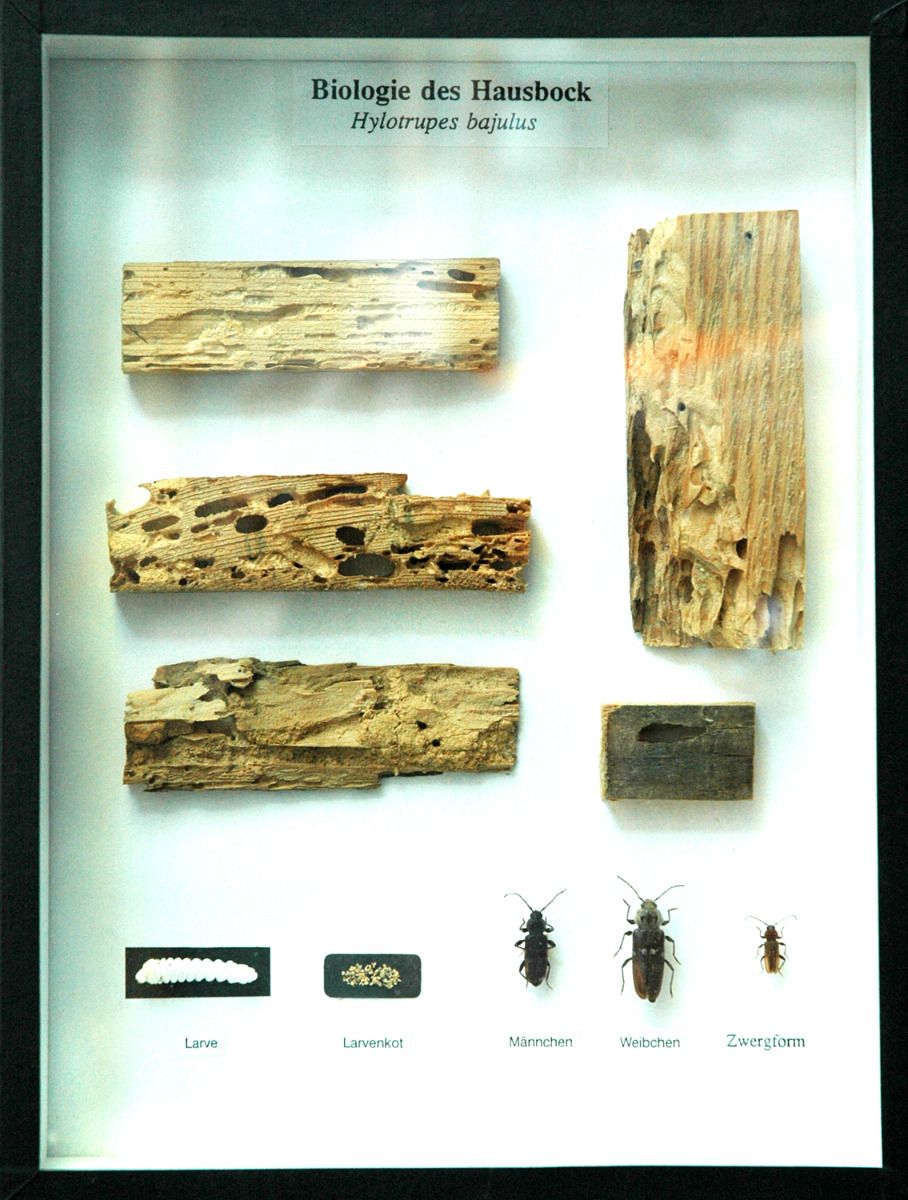 Schaukasten: Biologie des Hausbocks