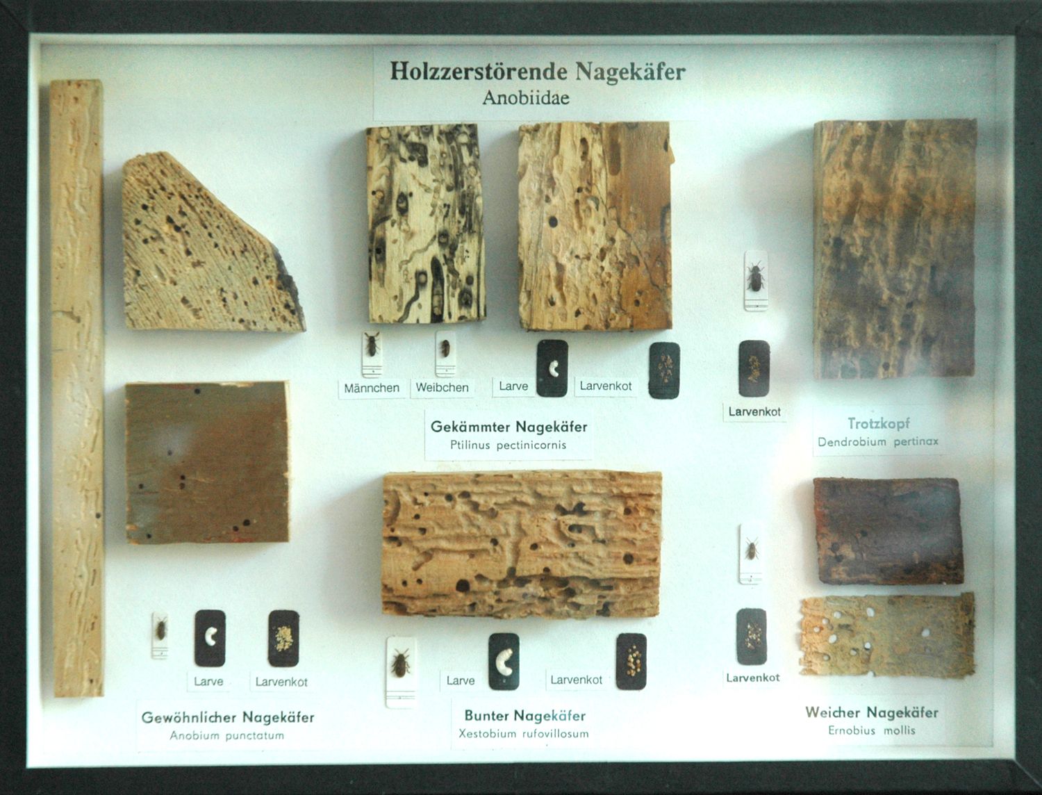Schaukasten: Holzzerstörende Nagekäfer