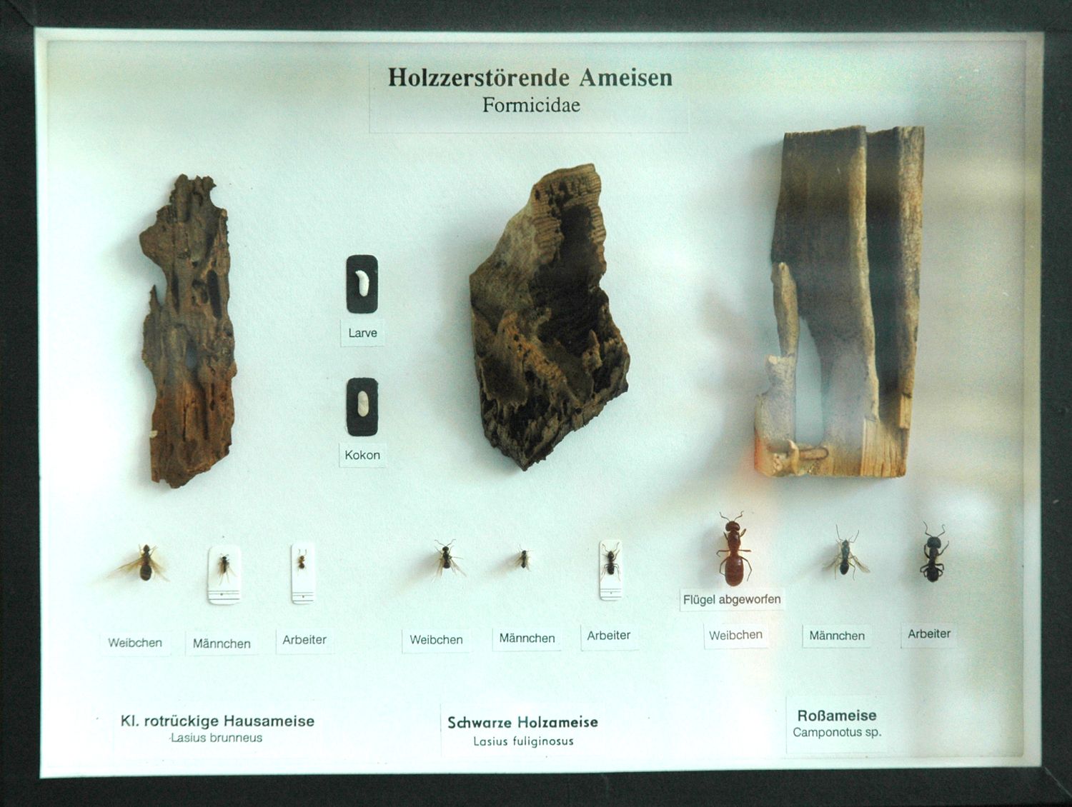 Schaukasten: Holzzerstörende Ameisen