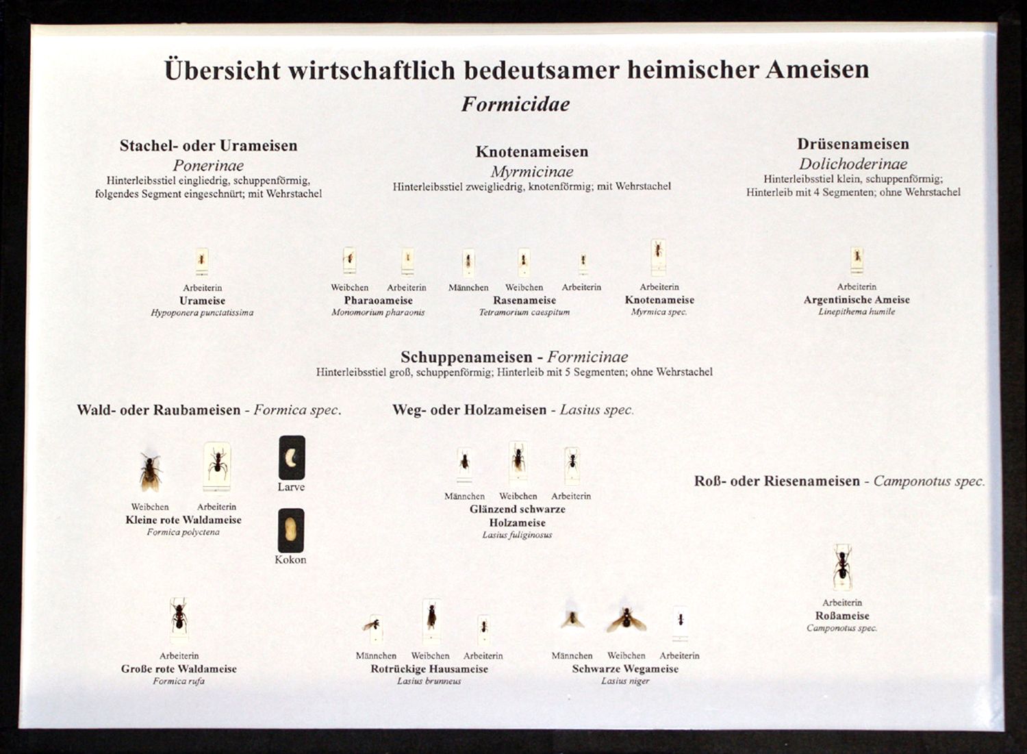 Schaukasten: Wirtschaftlich bedeutsame heimische Ameisen