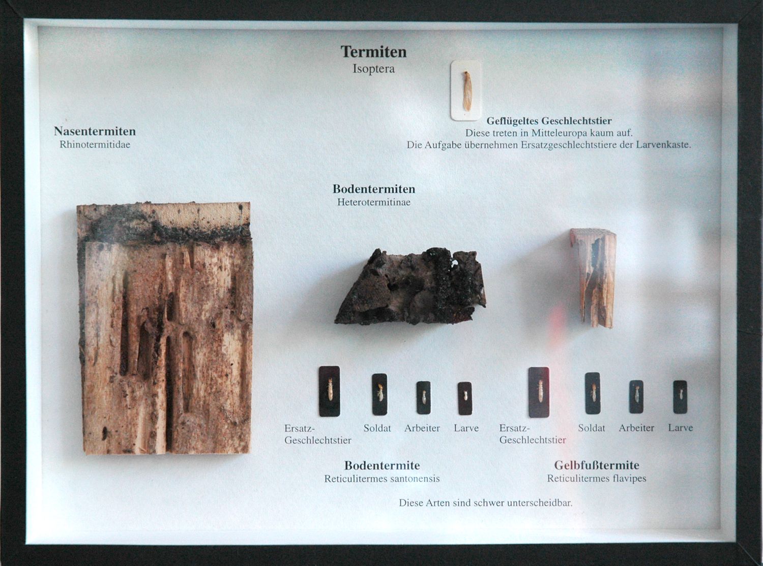 Schaukasten: Termiten