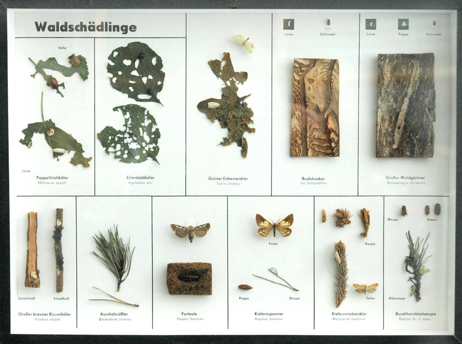 Schaukasten: Waldschädlinge