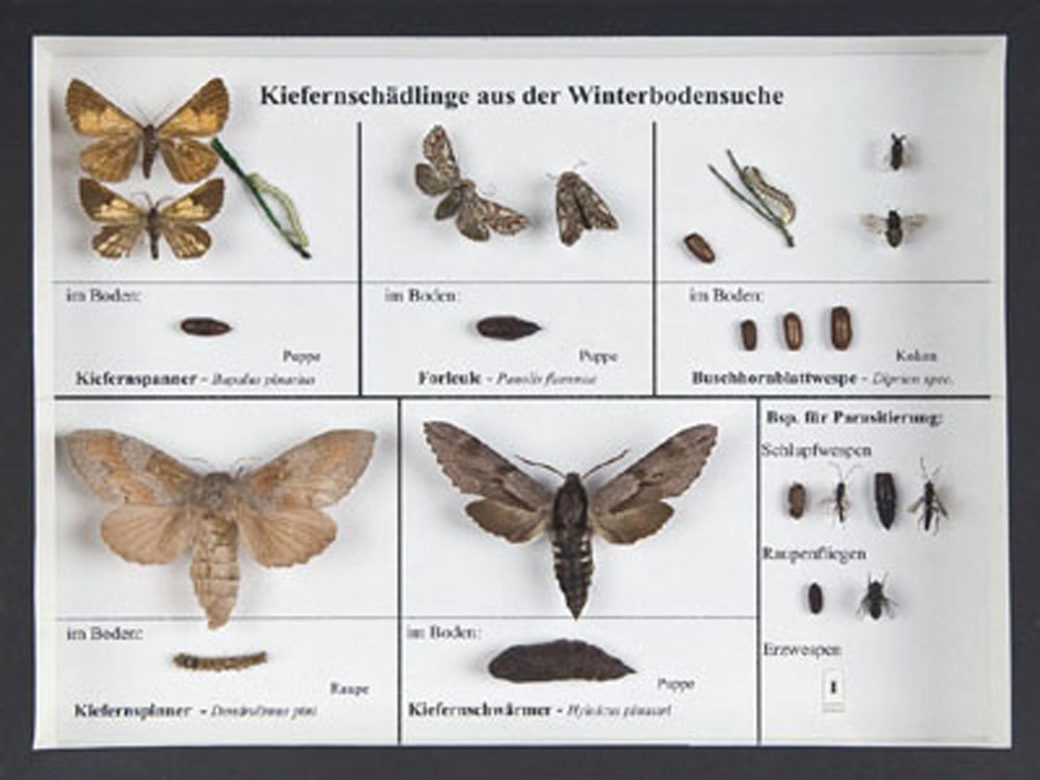 Schaukasten: Kiefernschädlinge a.Winterbodensuchen