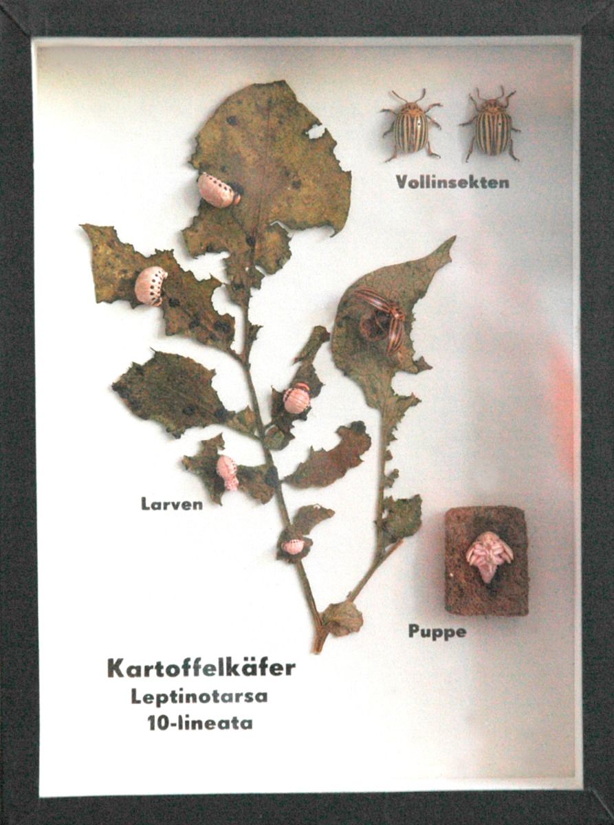 Schaukasten: Kartoffelkäfer