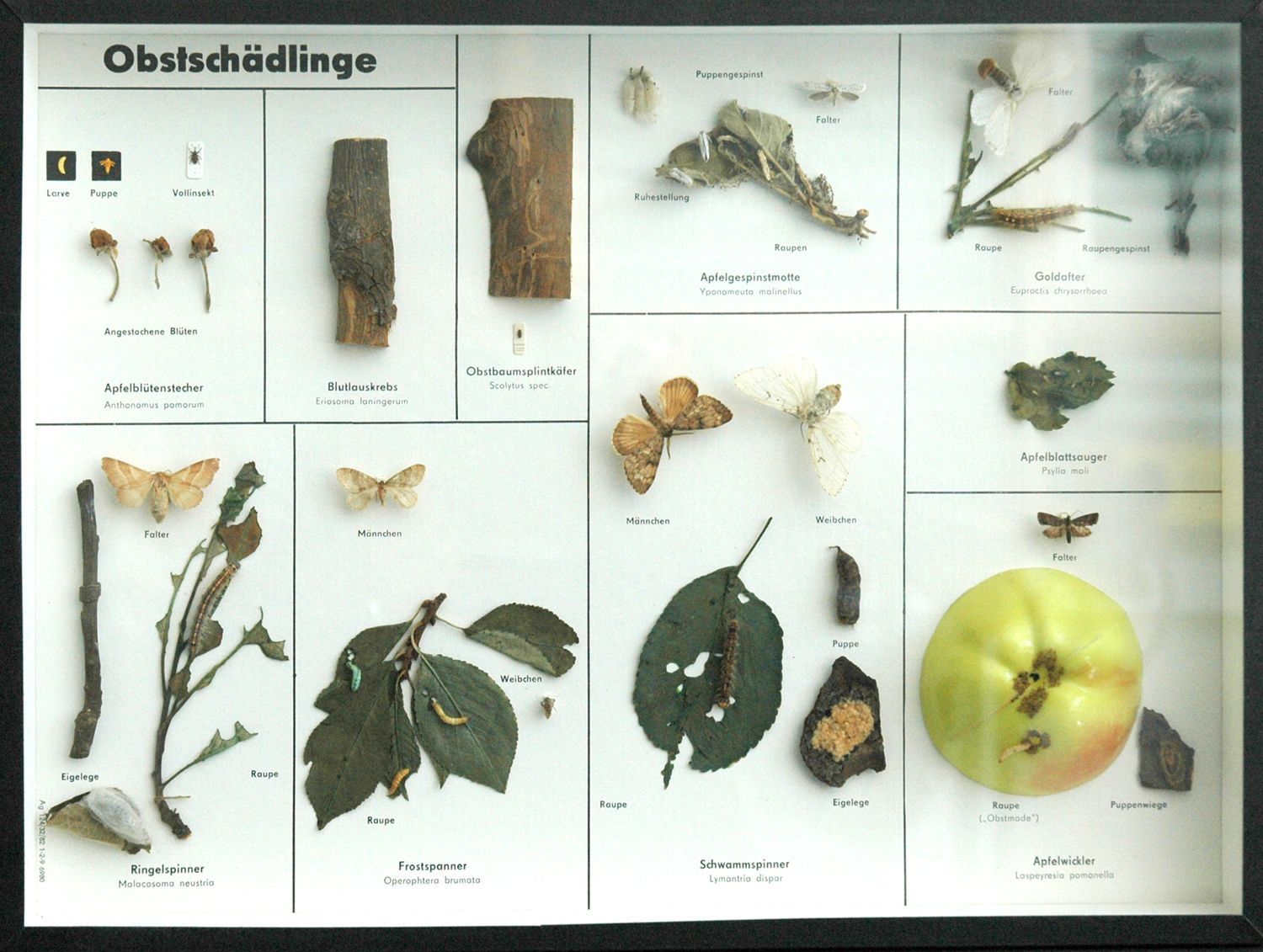 Schaukasten: Obstschädlinge