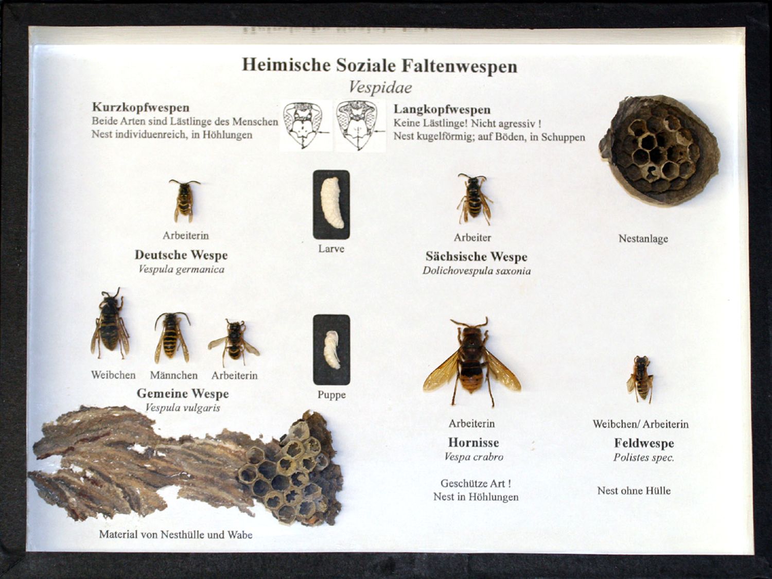 Schaukasten: Heimische Faltwespe