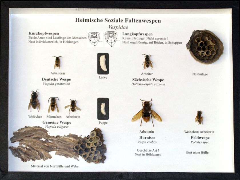 Schaukasten: Heimische Faltwespe