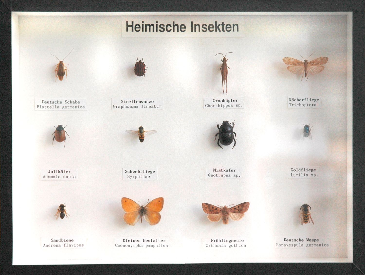 Schaukasten: Heimische Insekten - Ordnungen