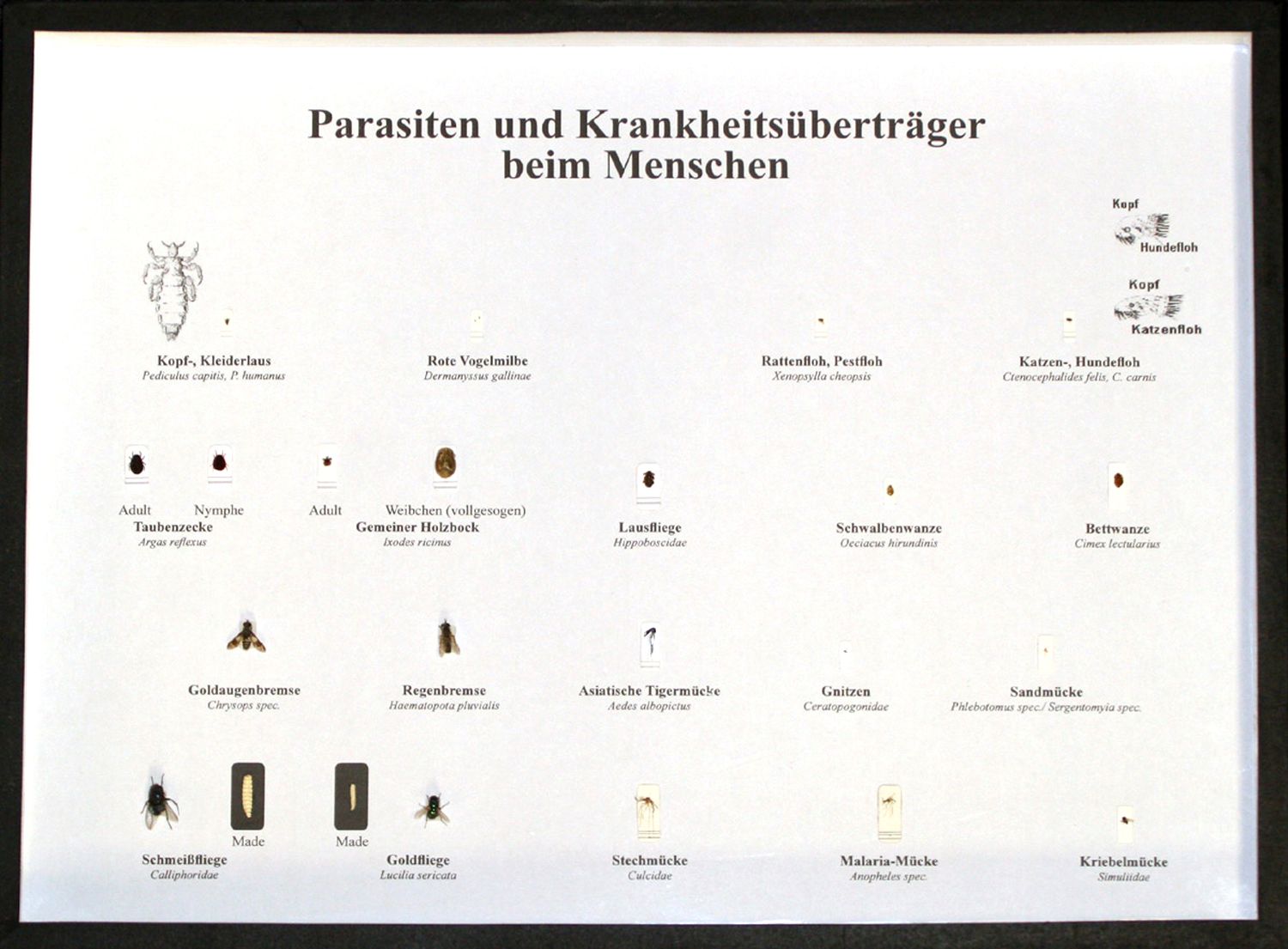 Schaukasten: Parasiten und Krankheitsüberträger