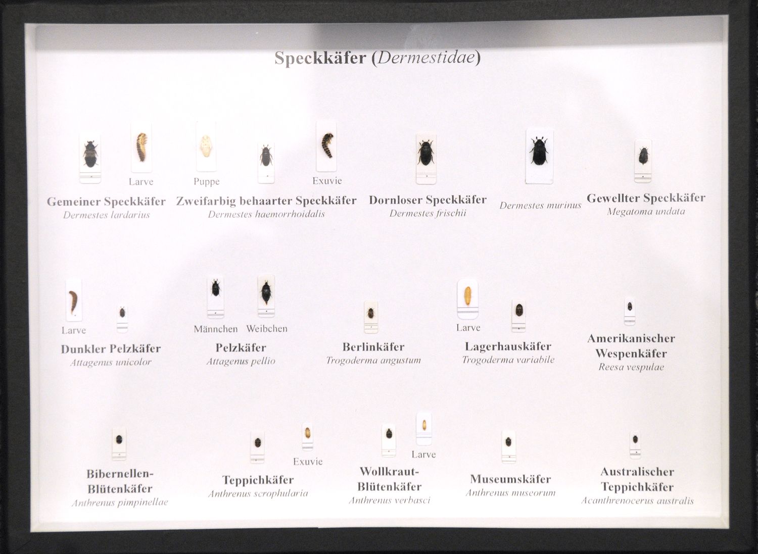 Schaukasten: Speckkäfer (Dermestidae)