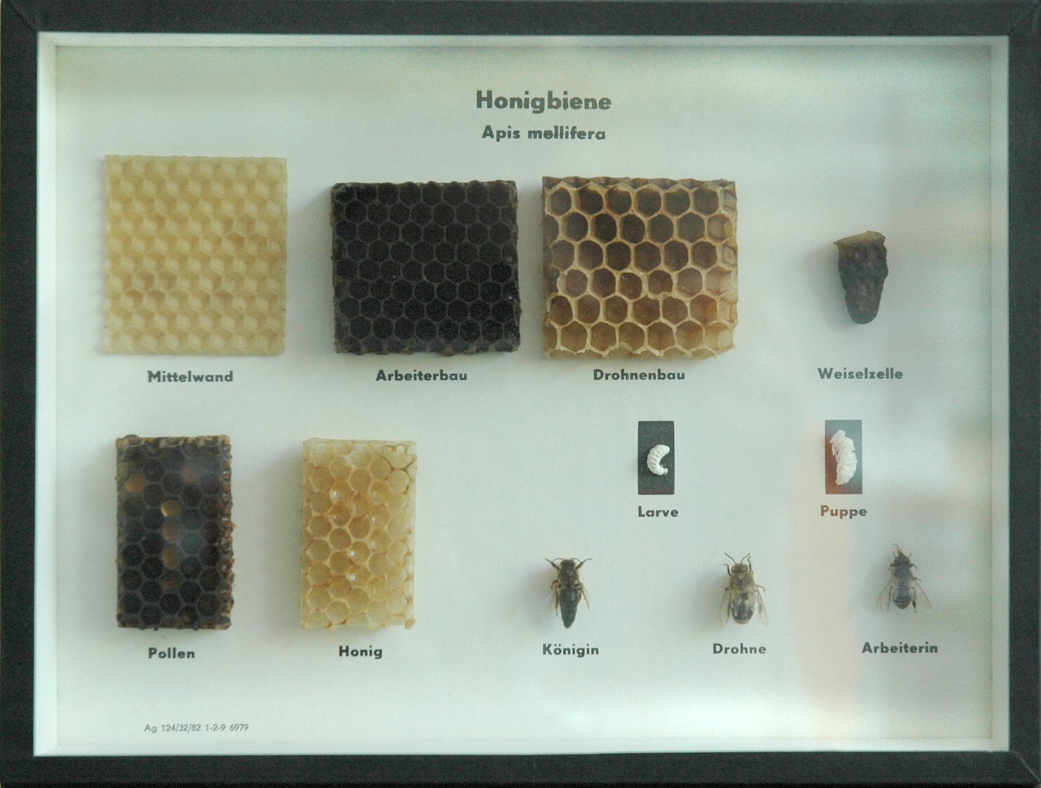 Schaukasten: Biologie der Honigbiene