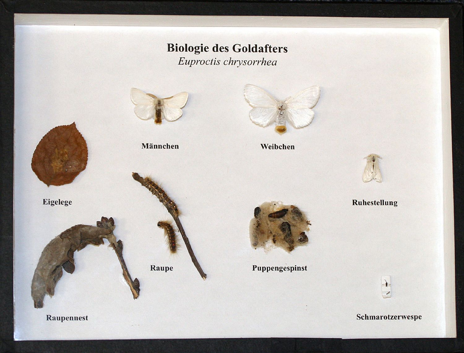Schaukasten: Biologie des Goldafter
