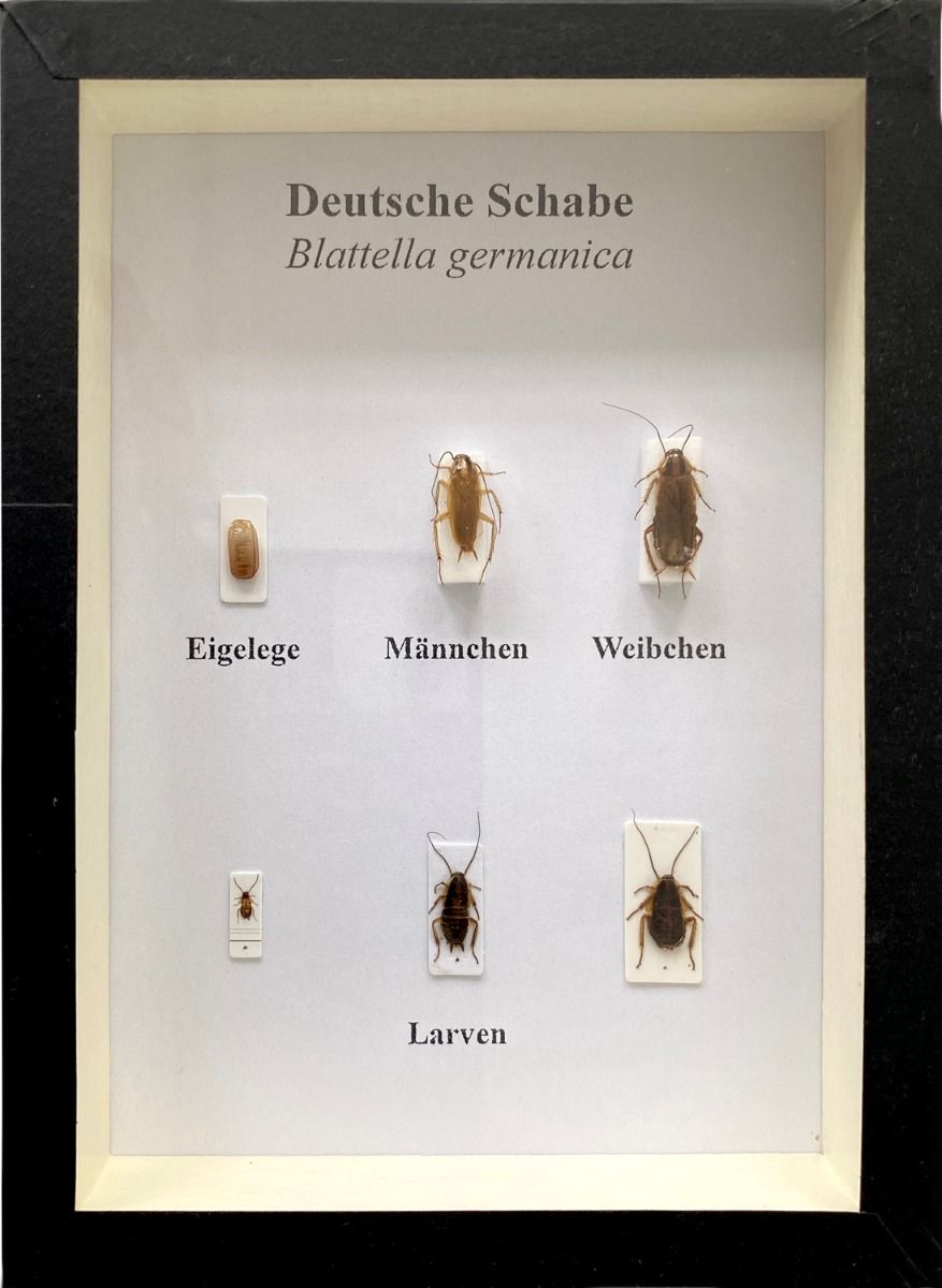 Schaukasten: Deutsche Schabe