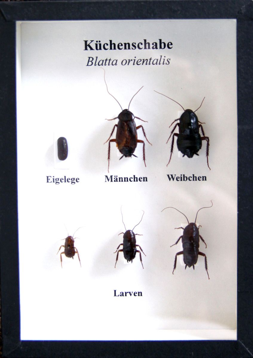 Schaukasten: Küchenschabe