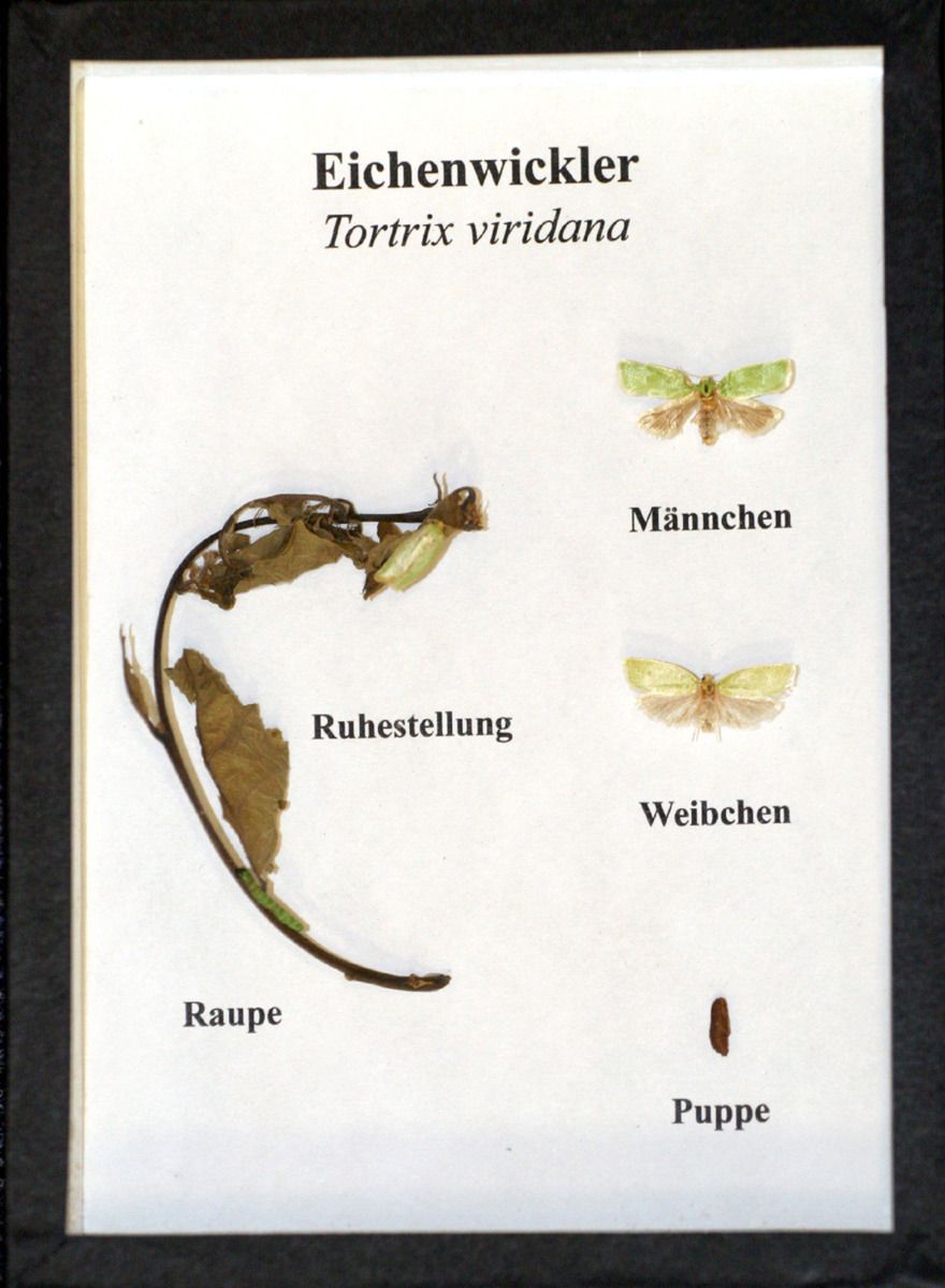 Schaukasten: Eichenwickler