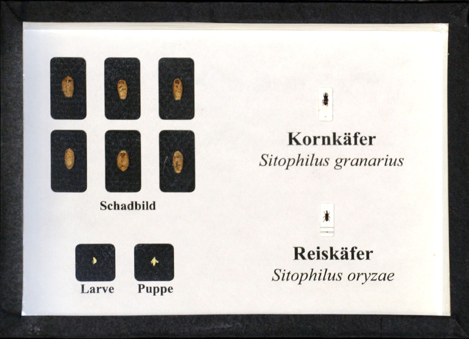 Schaukasten: Kornkäfer, Reiskäfer, Maiskäfer
