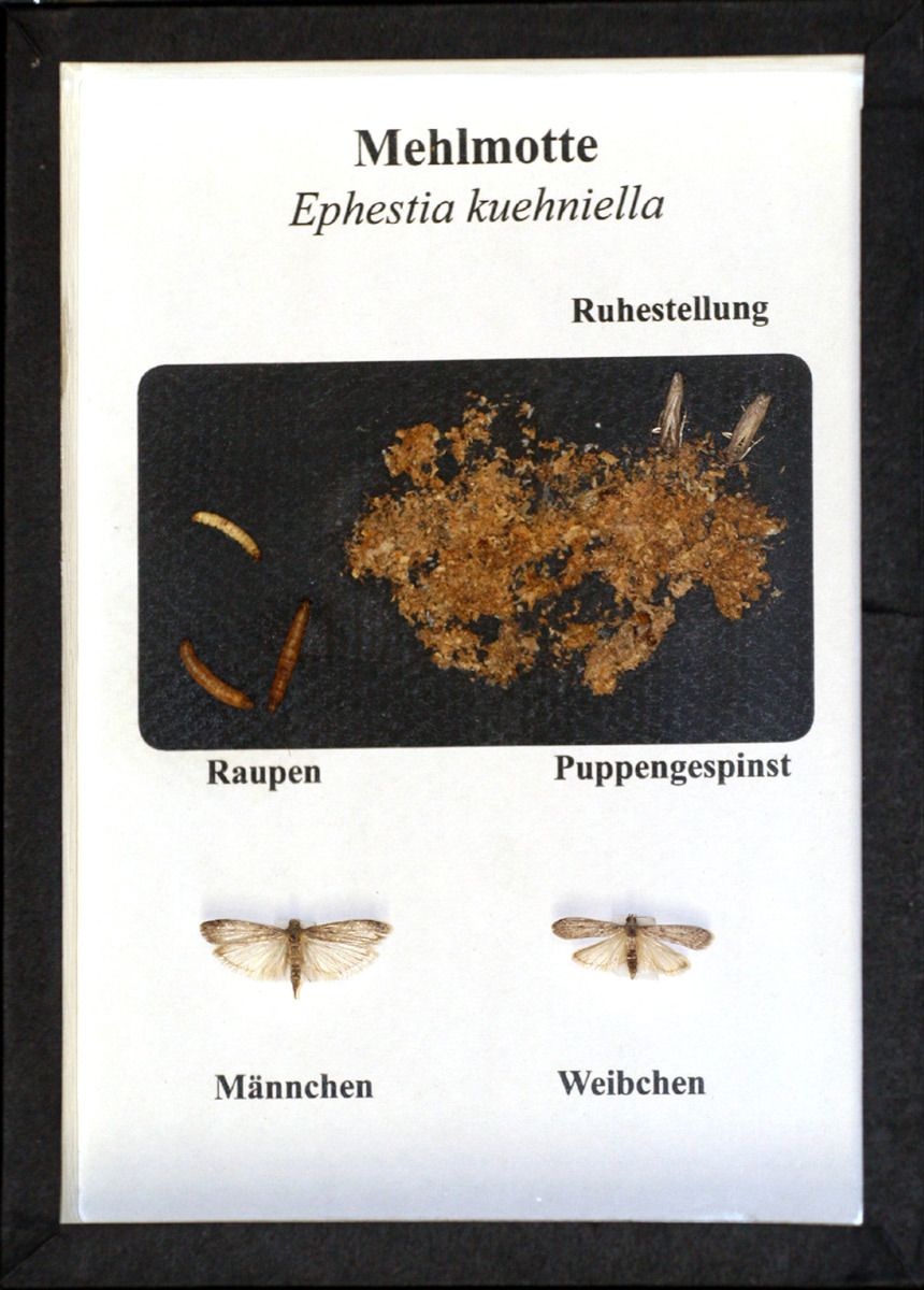 Schaukasten: Mehlmotte
