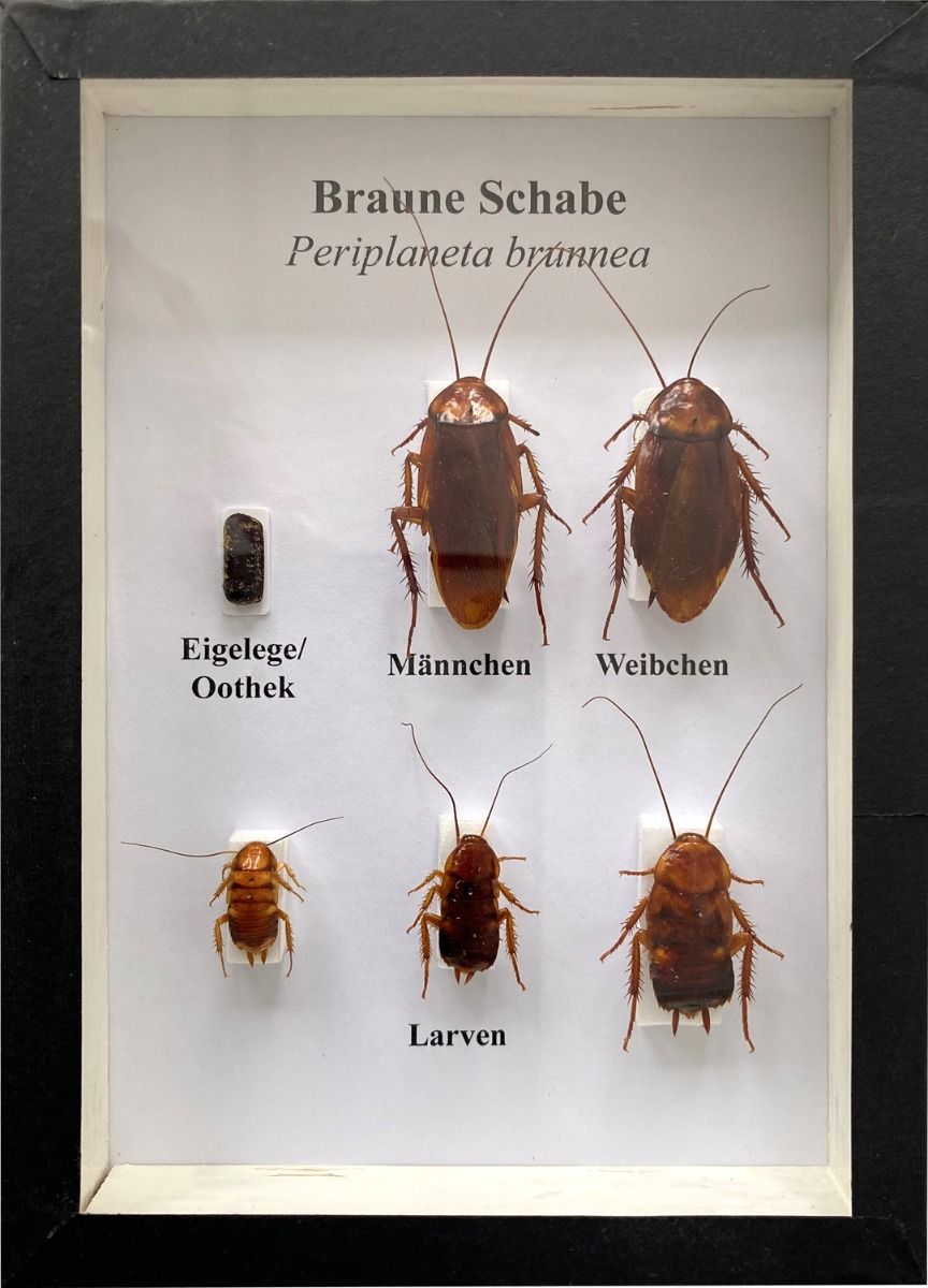Schaukasten: Braune Schabe