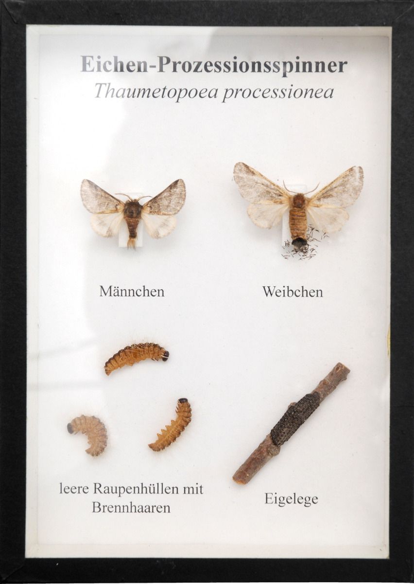 Schaukasten: Eichenprozessionsspinner
