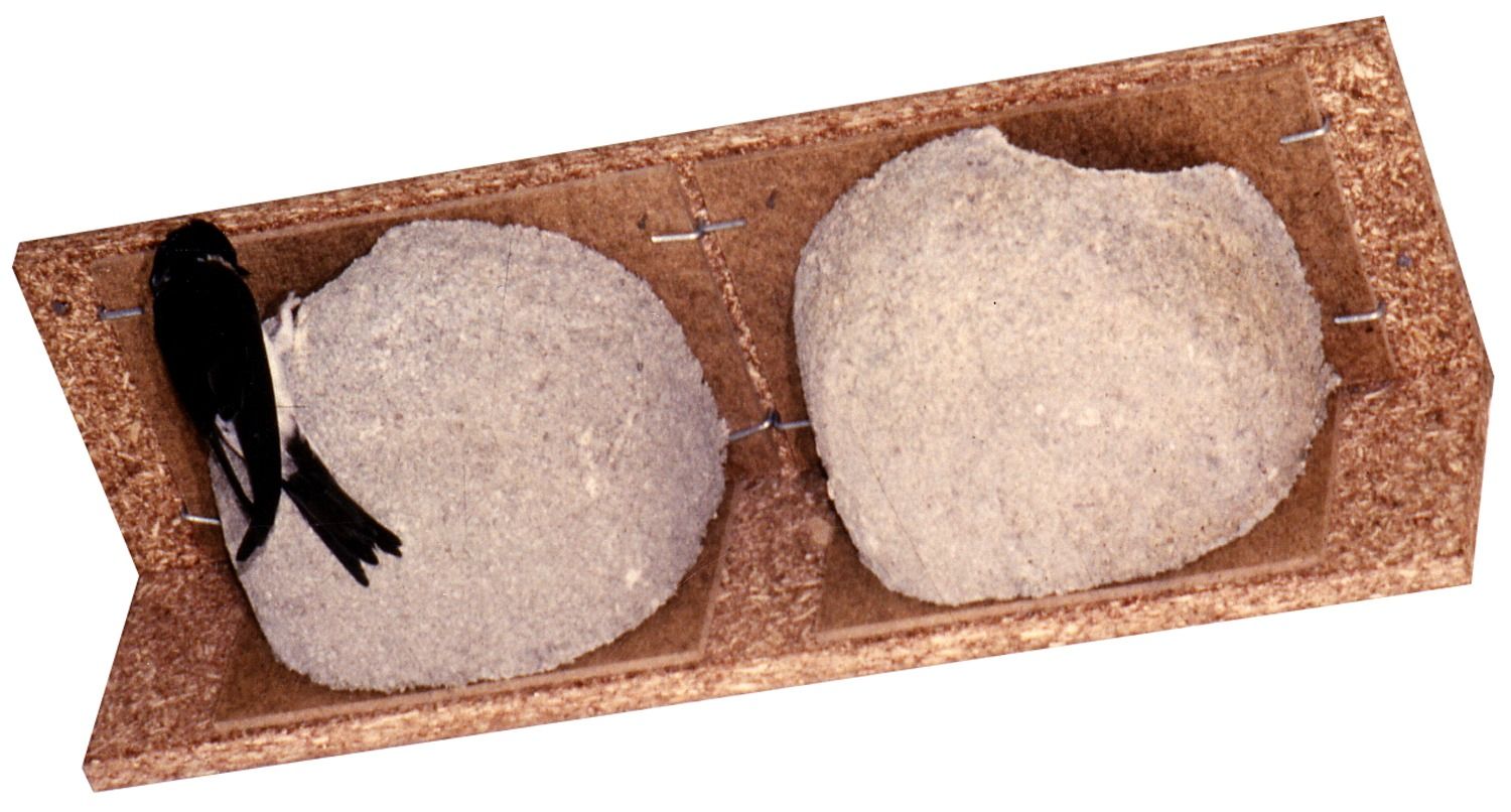 Mehlschwalbennest (Doppelnest)