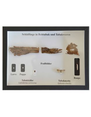 Schaukasten: Insekten in Rohtabak und Tabakwaren