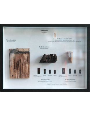 Schaukasten: Termiten