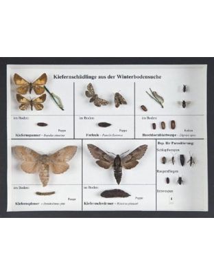 Schaukasten: Kiefernschädlinge a.Winterbodensuchen