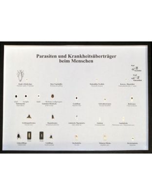 Schaukasten: Parasiten und Krankheitsüberträger