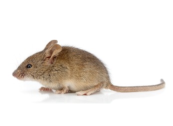 Hausmaus