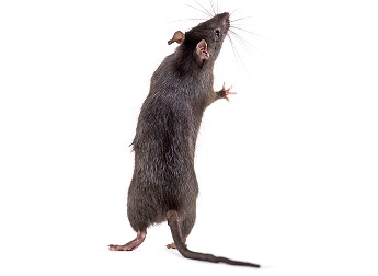 Hausratte
