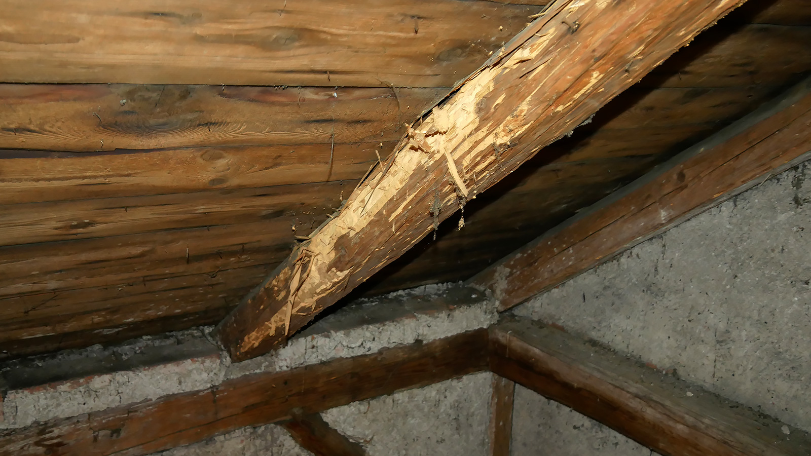 Hausbockkäfer Schadensbild