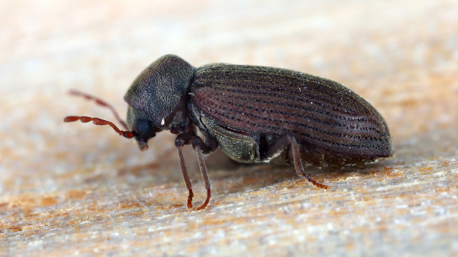 Gewöhnlicher Nagekäfer