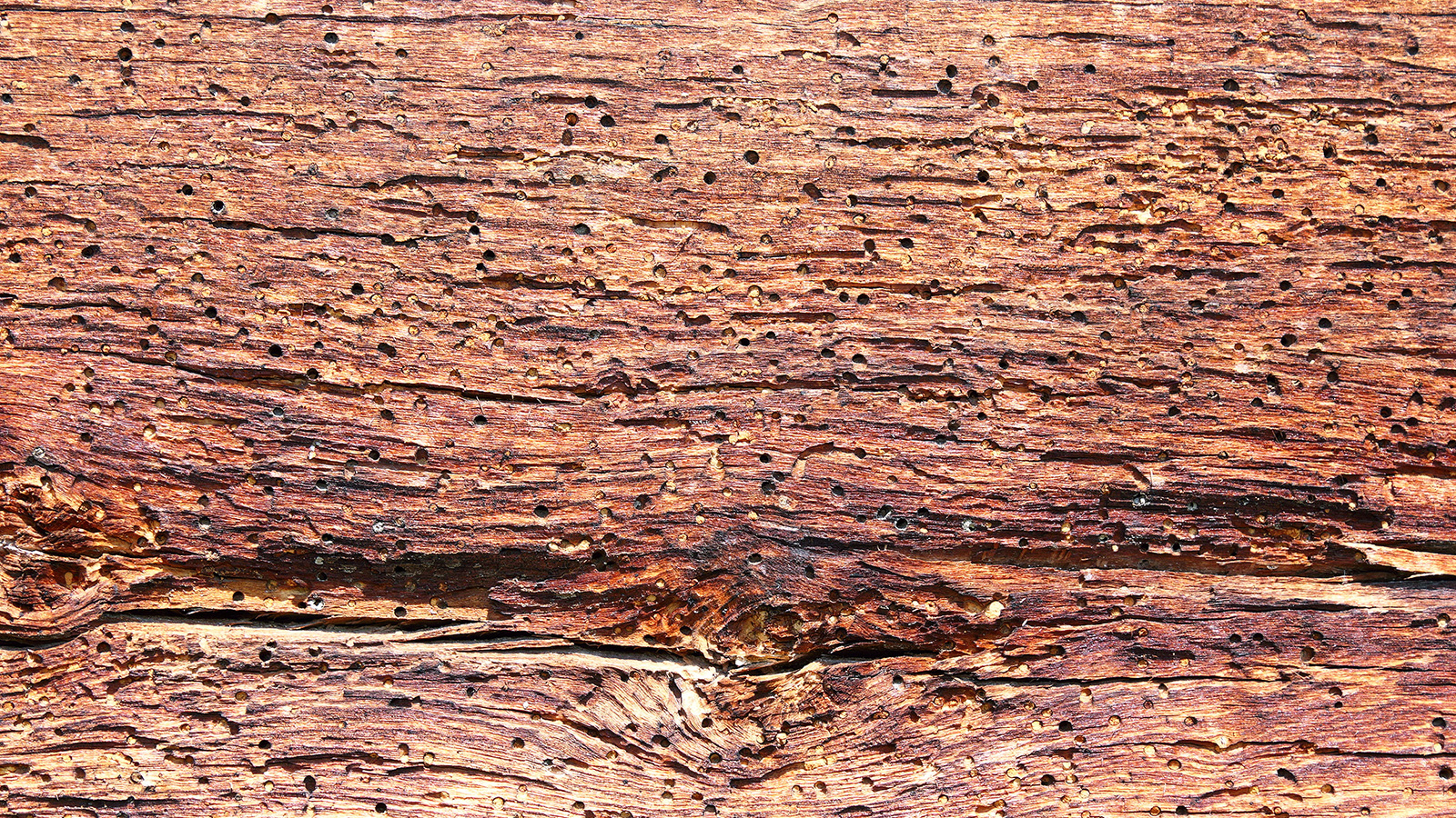Brauner Splintholzkäfer