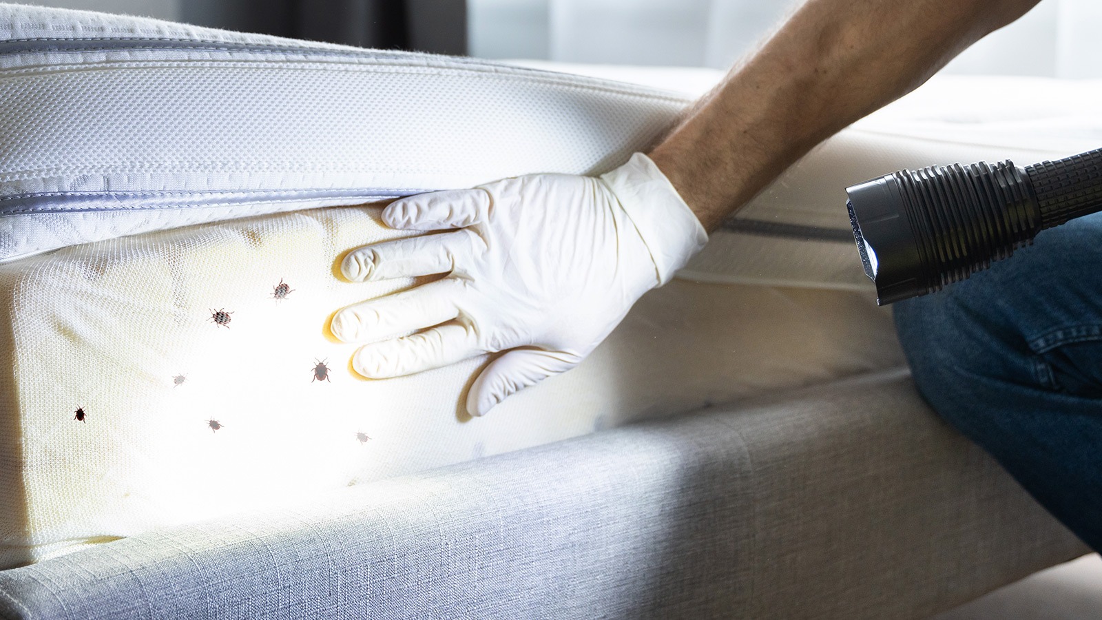 Mann untersucht mit Handschuh und Taschenlampe das Innere einer Matratze auf Bettwanzen