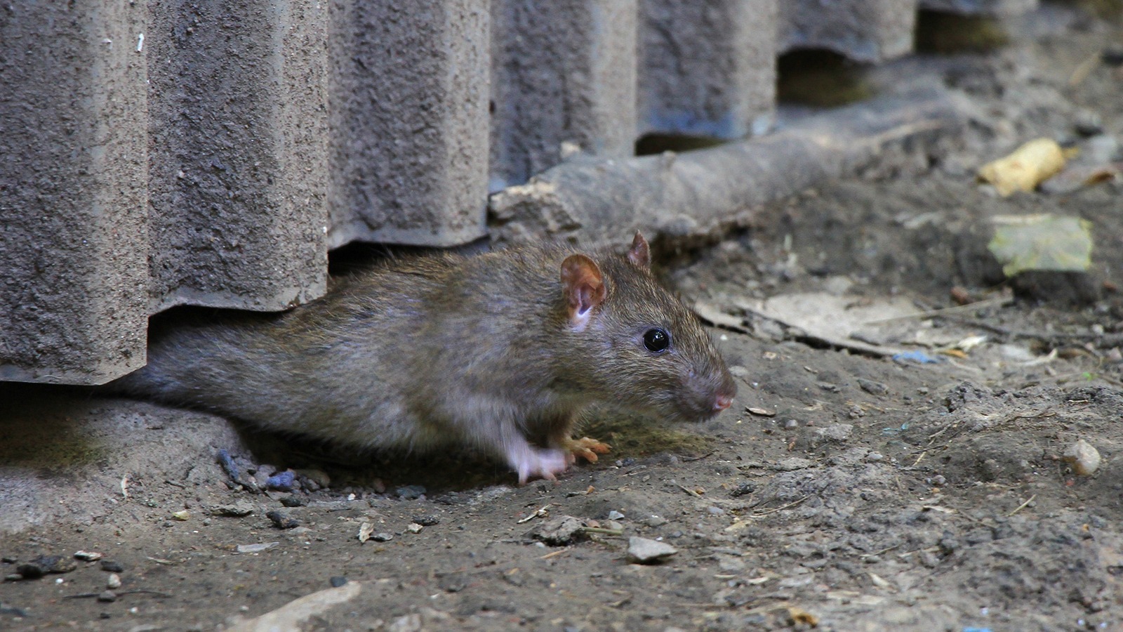 Ratte zwingt sich unter einem Wellblech hindurch und verschafft sich Zugang