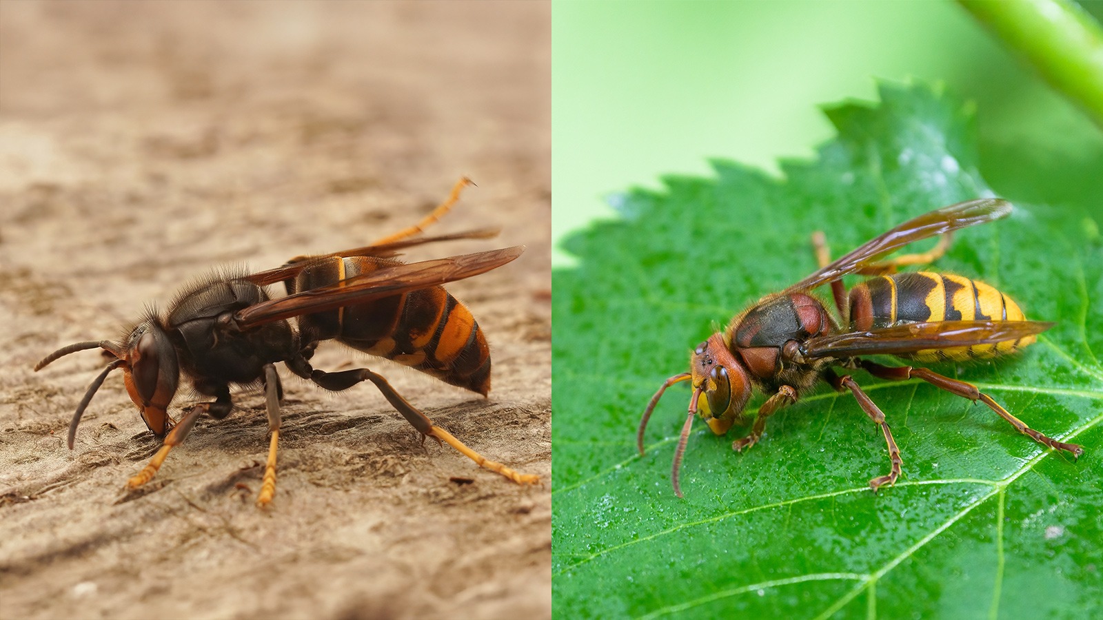 Asiatische Hornisse vs. Europäische Hornisse