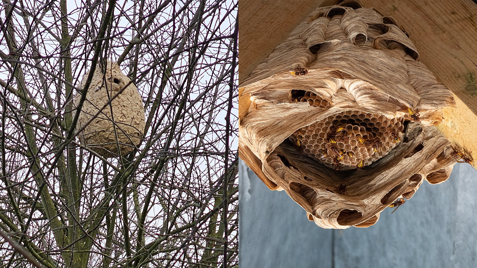  Nest der Vespa velutina vs. Vespa crabro