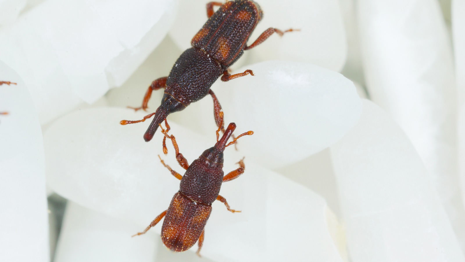 Zwei Reiskäfer auf Reiskörnern